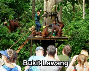 Bukit Lawang - Feeding Platform