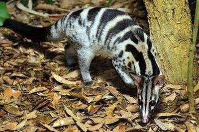 Banded Palm Civet