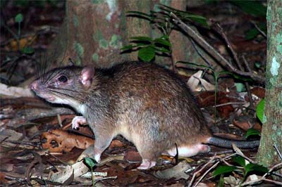 Long-Tailed Giant Rat